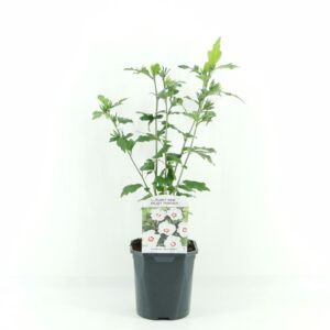 Hibiscus syriacus Red Heart
(6 Plants/Order)(17cmP 30cmH)