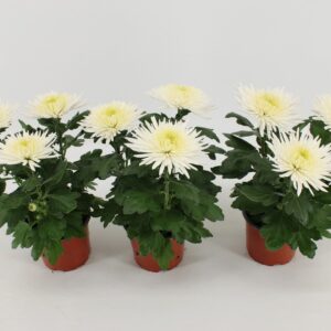 Chrysanthemum Anastasia White
(10 Plants/Order)(12cmP 30cmH)