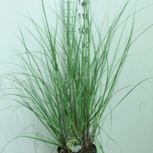 Cortaderia selloana Pumila
(1 Plants/Order)(29cmP 130cmH)