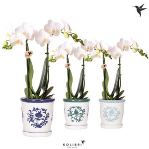Phalaenopsis Multiflora mix 2 spike in Malaga Pot blue mix
(6 Plants/Order)(9cmP 40cmH)