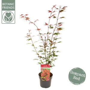 Acer palmatum Shaina
(1 Plants/Order)(19cmP 65cmH)