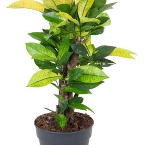 Codiaeum Codiaeum variegatum kleinb Brazilia busch P21
(1 Plants/Order)(21cmP 70cmH)