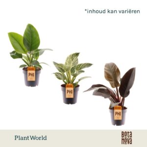 Philodendron mix
(7 Plants/Order)(14cmP 35cmH)