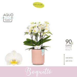 Phalaenopsis Multiflora Boquetto Innocent 3-5 spike in Molise Salmon Aquo
(6 Plants/Order)(12cmP 35cmH)