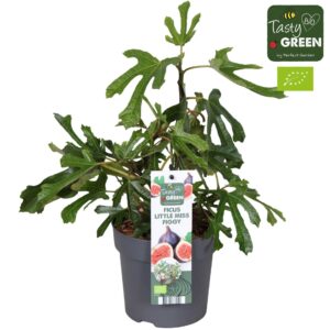 Ficus carica Little Miss Figgy' Bio P14
(6 Plants/Order)(14cmP 40cmH)
