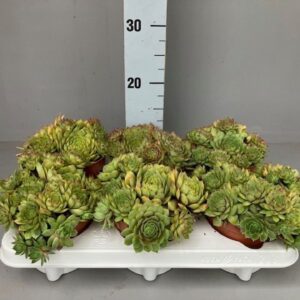 Sempervivum Chick Charms Gold Nugge
(6 Plants/Order)(12cmP 15cmH)