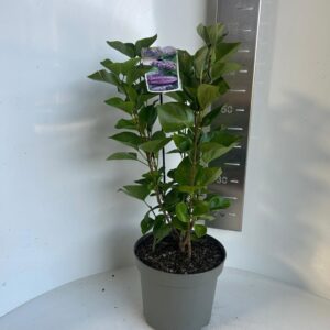 Syringa Katherine Havemey vulg.
(1 Plants/Order)(23cmP 55cmH)
