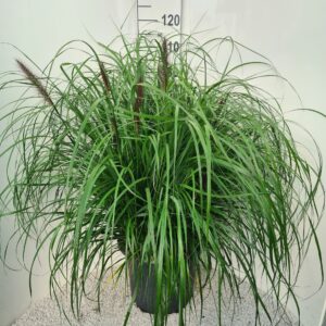 Pennisetum alopecuroides Redhead P40
(1 Plants/Order)(40cmP 80cmH)