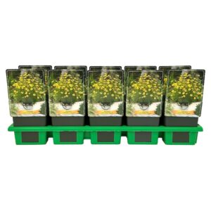 Coreopsis verticillata Zagreb
(10 Plants/Order)(11cmP 25cmH)