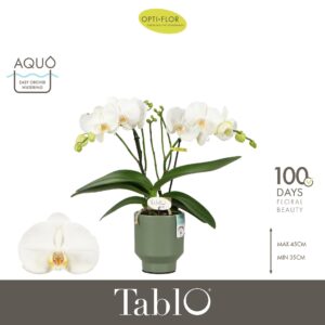 Phalaenopsis white more Ripsen Tablo Martini 2 spike in Emilia Green Aquo
(6 Plants/Order)(12cmP 40cmH)