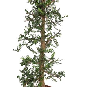 other plants Operculicarya Decaryi
(10 Plants/Order)(12cmP 42cmH)