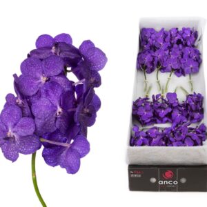 Vanda Tayanee Blue Vanda 24 spike Tayanee Blue
(24 Plants/Order)(cmP 20cmH)