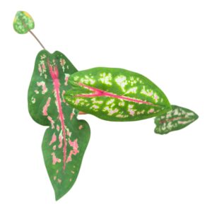 Caladium Caladium Picturatum
(5 Plants/Order)(7cmP 25cmH)