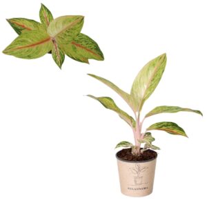Aglaonema other Aglaonema `Queen of Siam`
(4 Plants/Order)(12cmP 30cmH)