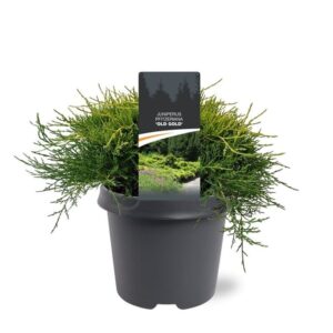 Juniperus x pfitzeriana Old Gold
(1 Plants/Order)(23cmP 35cmH)