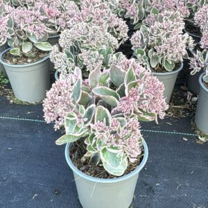 Sedum telephium La Vie and pink Sedum La Vie and pink
(8 Plants/Order)(14cmP 25cmH)