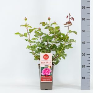 Rosa other Beverly 'Parfum de Nature', C3
(6 Plants/Order)(17cmP 20cmH)