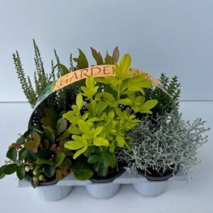 conifers and Heester Gardenmix
(1 Plants/Order)(9cmP 10cmH)