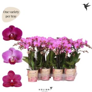 Phalaenopsis Multifloratypes other purpel 2 spike
(12 Plants/Order)(9cmP 40cmH)