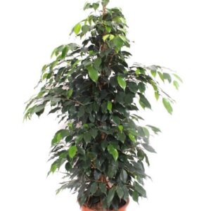 Ficus Danielle
(1 Plants/Order)(27cmP 135cmH)
