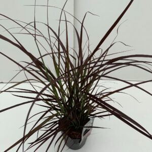 Pennisetum setaceum Rubrum
(6 Plants/Order)(17cmP 40cmH)