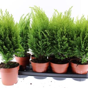 Chamaecyparis law. 'Ellwood's Empir
(8 Plants/Order)(13cmP 45cmH)