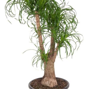 Nolina recurvata Beaucarnea busch P44 3ft
(1 Plants/Order)(44cmP 130cmH)