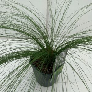 Stipa tenuifolia Ponytails'
(6 Plants/Order)(17cmP 25cmH)