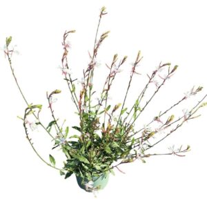 Gaura Whirling Butterf
(1 Plants/Order)(17cmP 45cmH)