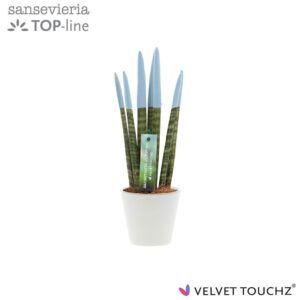Sansevieria Cylindrica VELVET TOUCHZ® Pastel blue in Ceramics R'dam
(11 Plants/Order)(8.5cmP 32cmH)