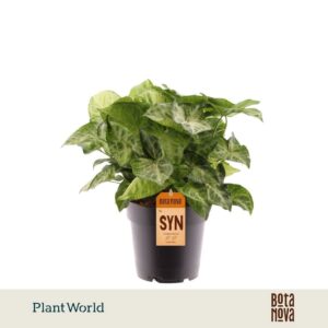 Syngonium Arrow
(7 Plants/Order)(14cmP 30cmH)
