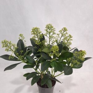 Skimmia japonica Finchy P10 7-8 Flower
(12 Plants/Order)(10.5cmP 30cmH)