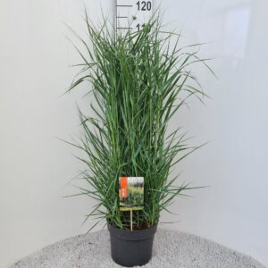 Panicum virgatum Prairie Sky P26
(1 Plants/Order)(26cmP 100cmH)
