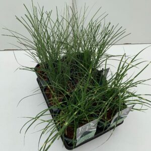 Siergrassen mix Miscanthus in tray
(6 Plants/Order)(17cmP 30cmH)