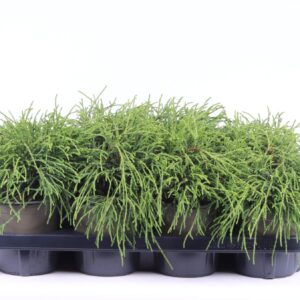Chamaecyparis Filifera after pisifera
(8 Plants/Order)(13cmP 25cmH)