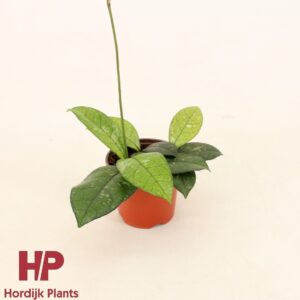 Hoya Hoya Crassipetiolata P9
(12 Plants/Order)(9cmP 15cmH)