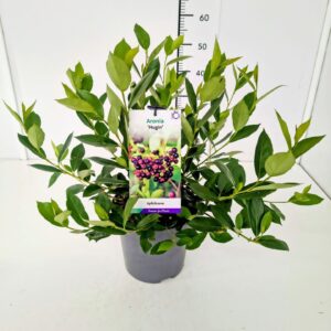 Aronia melanocarpa Hugin' 40-60C5
(1 Plants/Order)(23cmP 70cmH)