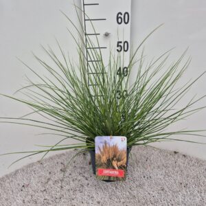 Cortaderia selloana Tiny Pampa
(1 Plants/Order)(19cmP 40cmH)