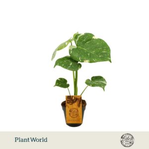 Monstera deliciosa Thai Constellati
(8 Plants/Order)(12cmP 30cmH)