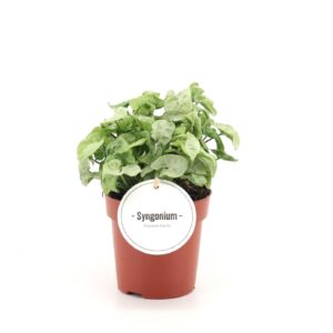 Syngonium White Butterfly
(8 Plants/Order)(12cmP 30cmH)
