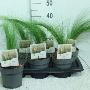 Stipa tenuissima ColorGrass Pony Ta
(6 Plants/Order)(17cmP 50cmH)