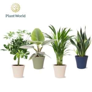 Indoor plants Groenmix Jamaica in Pot Coco collectie Top Blend
(6 Plants/Order)(14cmP 45cmH)