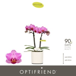 Phalaenopsis Multifloratypes other Optifriend Lotte 2 spike in Piemonte White
(6 Plants/Order)(7cmP 25cmH)