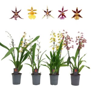 Oncidium Inca 2-3 spike 9cm
(9 Plants/Order)(9cmP 35cmH)