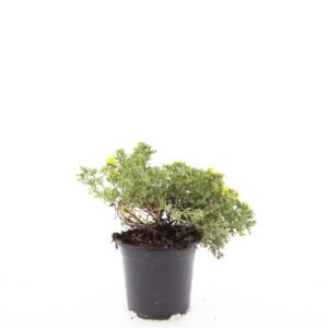 Potentilla fruticosa Kobold
(8 Plants/Order)(14cmP 25cmH)
