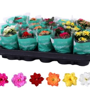 Kalanchoe Rosalina 06cm mix
(20 Plants/Order)(6cmP 12cmH)