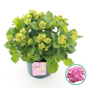 Hydrangea macrophylla pink C5 (23cm.) Kn.
(1 Plants/Order)(23cmP 45cmH)