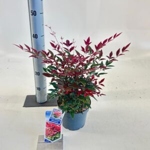 Nandina domestica Obsessed ('Seika'PBR)
(1 Plants/Order)(17cmP 35cmH)