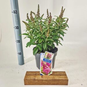 Buddleja Butterfly Candy mixed d. Little cerise ('BotEx 007'PBR)
(1 Plants/Order)(19cmP 40cmH)
