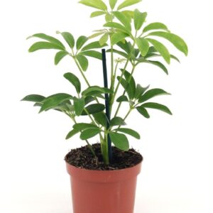 Schefflera Luseana Schefflera Luseana
(18 Plants/Order)(9cmP 20cmH)